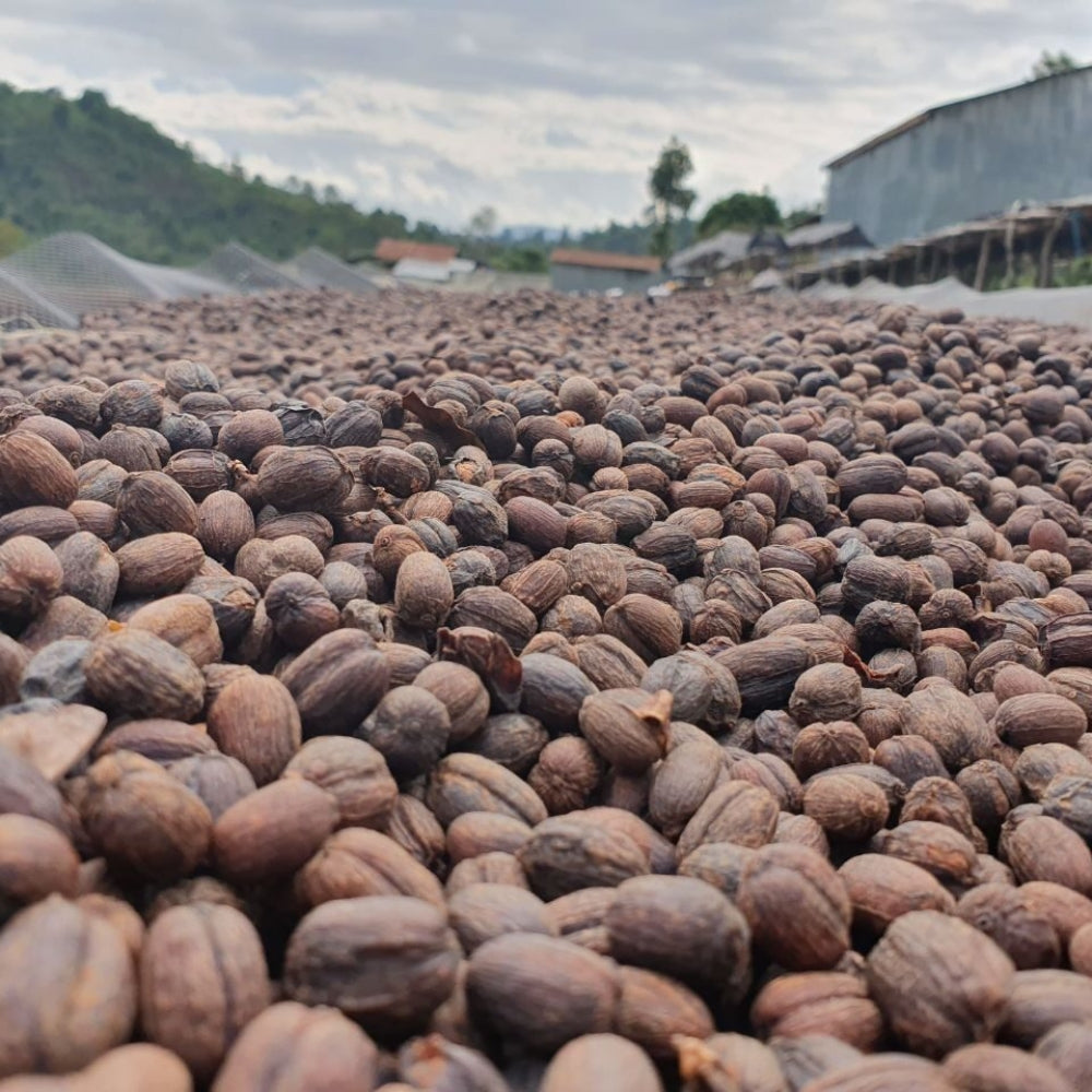 Granos de café ecológico de comercio justo Etiopía Sidamo 250 g