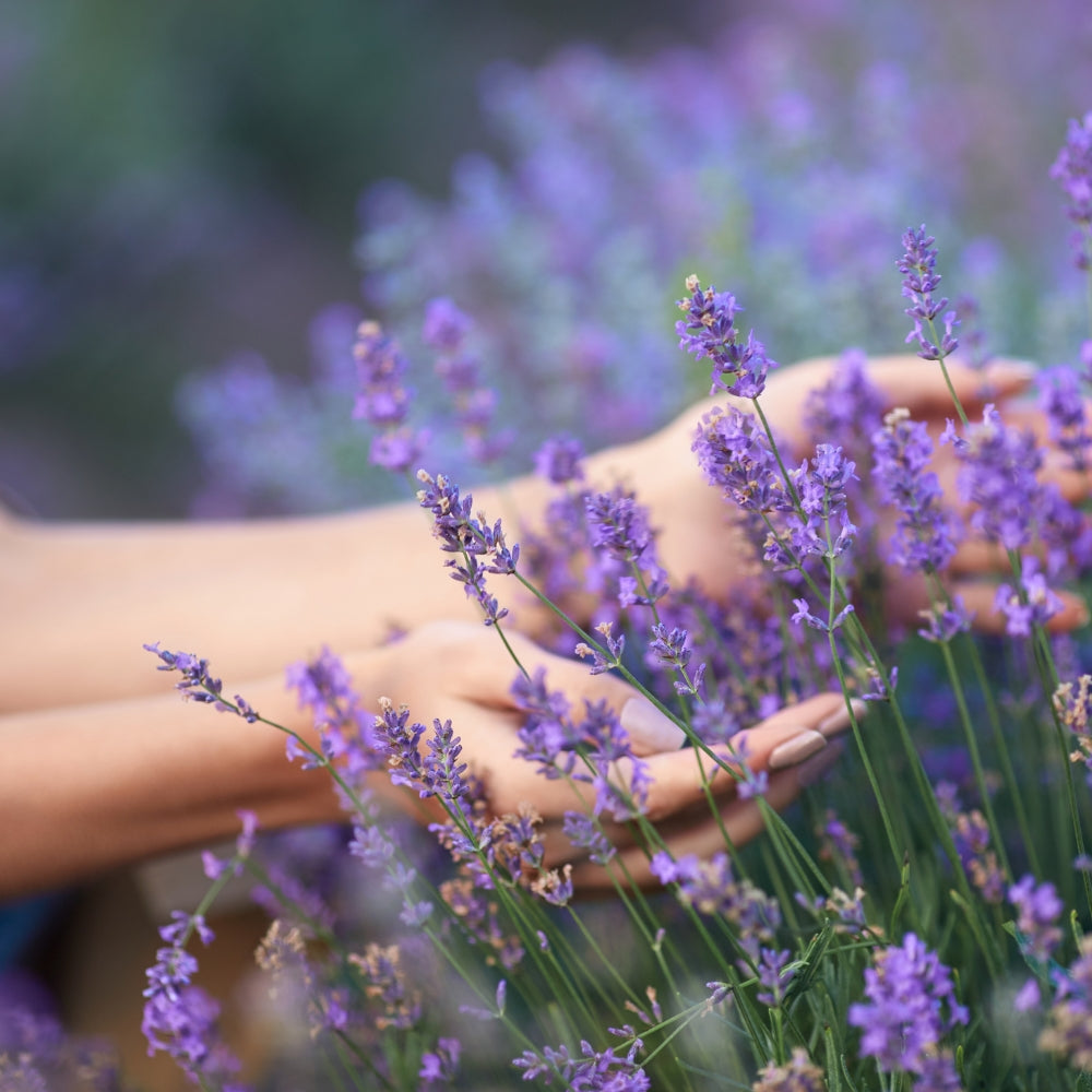 Manteca de lavanda bio 120 ml